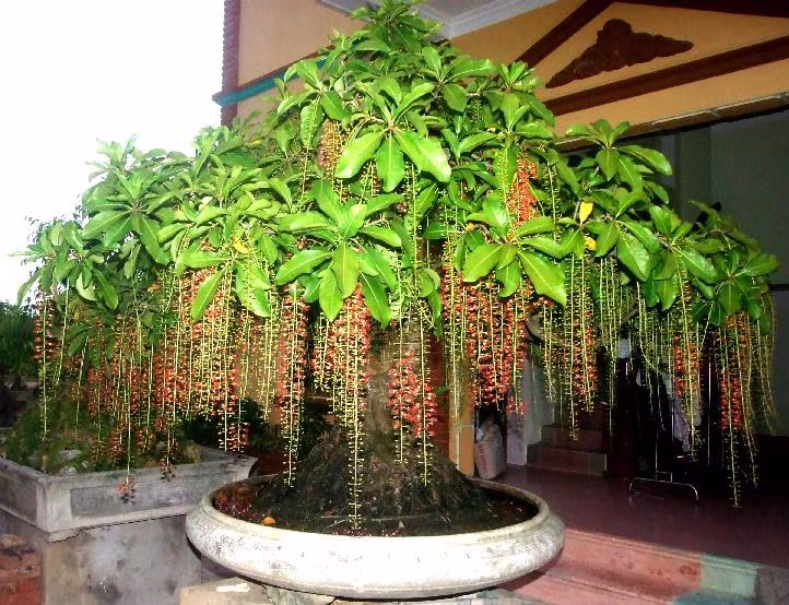 Nên Trồng Gì Thêm Thịnh Vượng Trong Phong Thủy Nhà Xinh